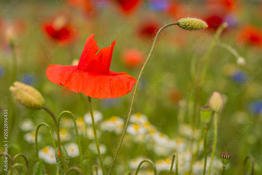 Fototapeta premium Klatschmohn und Kornblumen