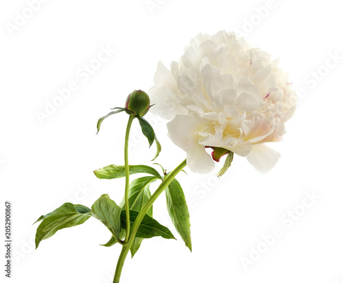 Photography Beautiful white peony flower isolated on a white background.