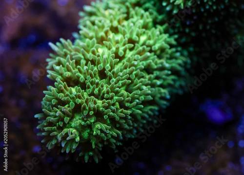 Fotografi Vibrant Bali Green Slimer Acropora Macro Underwater in Saltwater Aquarium