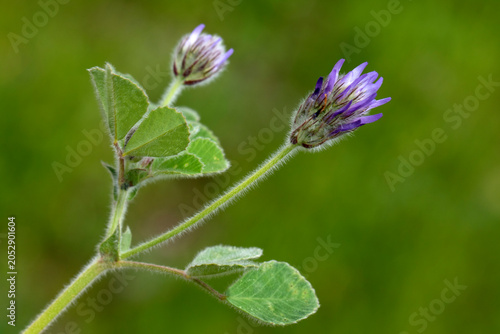Schilderij op canvas Trigonella coerulescens, known as blue fenugreek, is a leguminous herb with hairy stems and dense small blue flower heads, blooming in spring across rocky and dry habitats