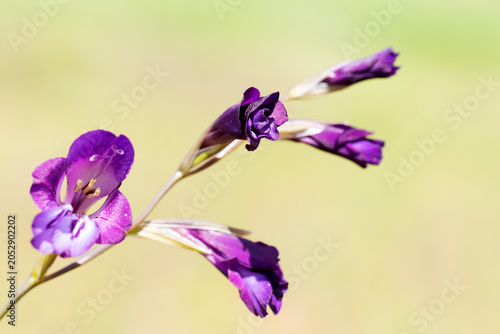 Fotografie Gladiolus atroviolaceus, known as dark violet gladiolus, is a cormous perennial with deep violet flowers arranged on a spike, blooming in spring to early summer