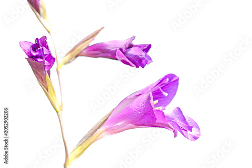 Fotografía Isolated Gladiolus atroviolaceus, an Iridaceae wildflower native to the Eastern Mediterranean to Iran region, producing tall flowering spikes and adapted to dry, open habitats