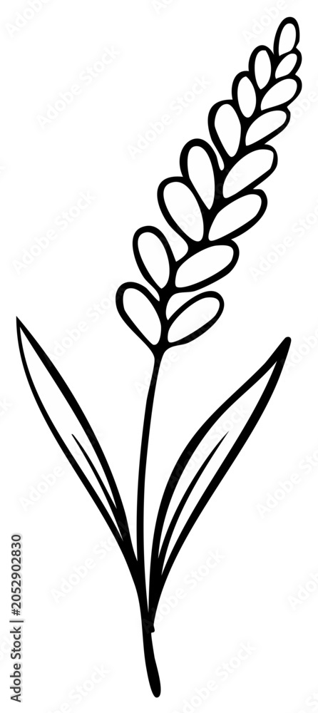 Fototapeta premium Simple black and white illustration of a stylized lavender sprig with leaves