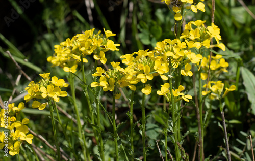 Obraz na płótnie A yellow-flowered wild Brassicaceae plant found in the highlands of Black Sea region, commonly growing in mountain meadows and sometimes used as a local edible wild plant