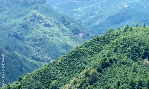 Bild auf Leinwand Giresun’s mountain slopes covered with hazelnut orchards reflect the region’s dominant agricultural and economic structure, where lush green plantations extend from the coast to steep inland hills
