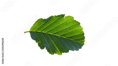 black alder, alnus glutinosa, alder tree, riverside tree, wetland plant, riparian vegetation, betulaceae, tree leaves, glossy leaves, sticky leaves, green foliage, leaf veins, toothed leaf, serrated m