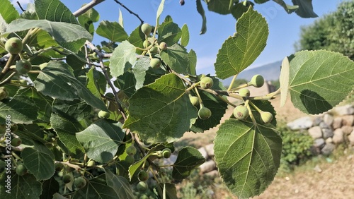 Foto A common fig (Ficus carica) branch showing fruits at various stages of maturity