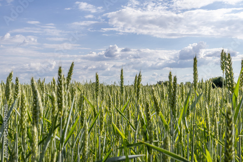 Cuadro en lienzo Golden Wheat Sways Gently Under Bright Blue Skies, Creating a Picturesque Scene