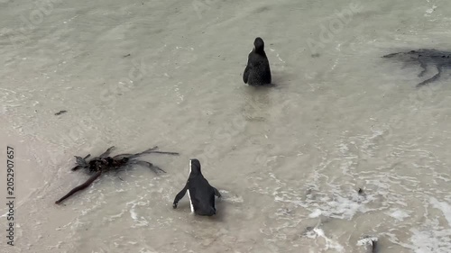African penguins (Spheniscus demersus) on Boulders Beach. South Africa.