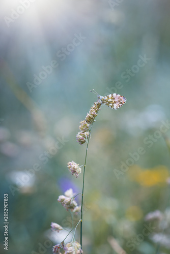 Orange tip butterfly on a blade of grass in the field with sunbeam and bokeh background