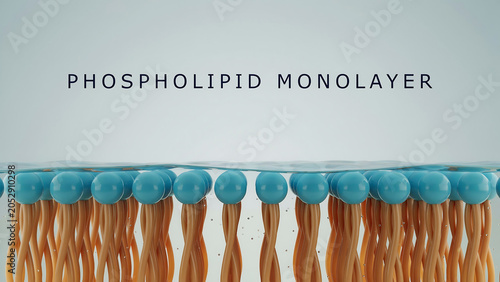 Phospholipid monolayer structure with blue heads and orange tails  scientific illustration of lipid bilayer formation process