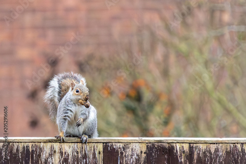 Fotografie Squirrel Eating Nut On Fence