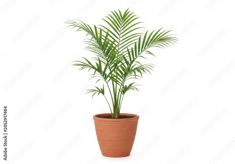 Fototapeta premium Potted palm plant with green leaves in a terracotta pot isolated on white background