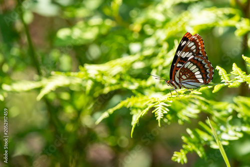 Foto Lorquin's Admiral, Limenitis lorquini, butterfly on a bracken fern in spring