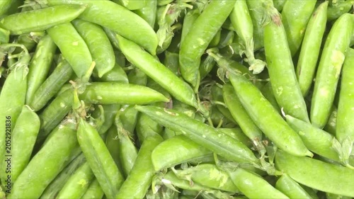 Freshly harvested peas in pods in bulk, lush green texture, garden harvest
