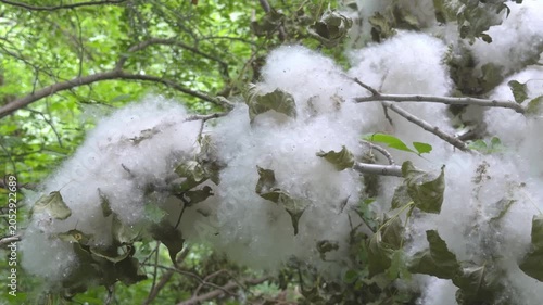 Poplar branches covered with thick white fluff, puffs of down among green leaves in forest