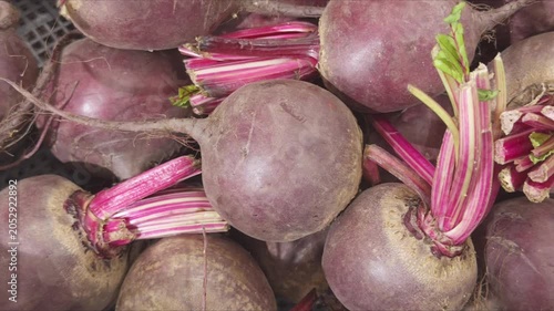 Harvest of beets with bright crimson stems, fresh root vegetables at market or storage