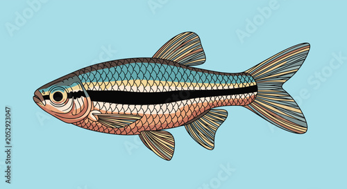 Photography Small glowlight rasbora fish with a distinctive black horizontal stripe is illustrated against a light blue background
