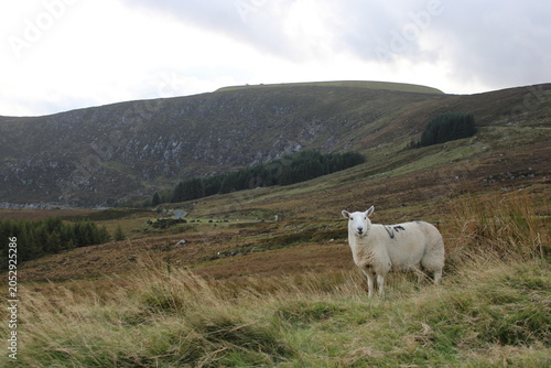 Quadro su tela Glendalough, Co, Wicklow, Ireland - Wicklow mountains sheep