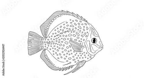 Bild auf Leinwand Detailed line drawing of a spotted discus fish highlights its unique round shape and beautiful scale patterns