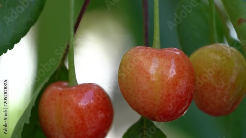 4K Ripe Cherries Hanging on Tree Branch. Fresh Fruit Harvest Video. Ultra HD 4K close-up video of ripe red cherries hanging from a tree branch surrounded by green leaves.