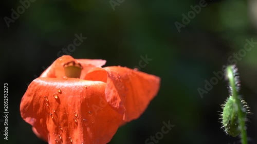 4K Red Poppy Flower with Water Droplets. Ultra HD 4K close-up video of a vibrant red poppy flower covered with sparkling water droplets.