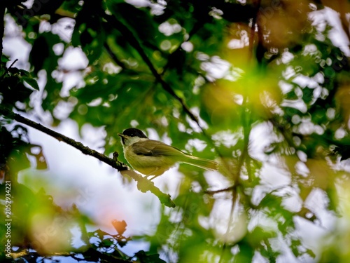 Bild auf Leinwand Marsh tit in a treetop