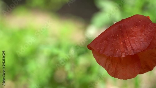 4K Red Poppy Flower with Raindrops in Nature. Ultra HD 4K close-up video of a delicate red poppy flower covered with raindrops against a soft green natural background.