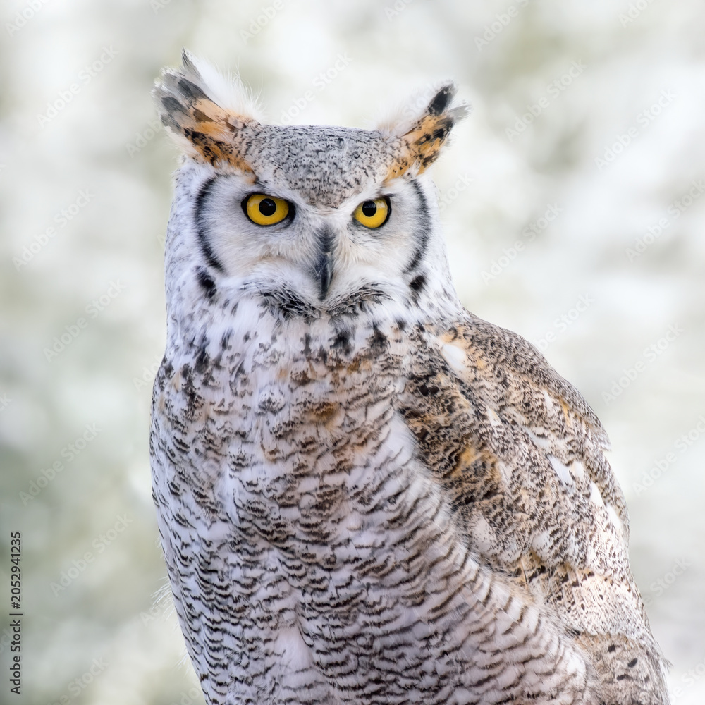 Fototapeta premium Closeup portrait of a Northern great horned owl