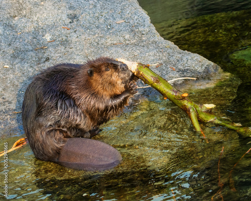 Obraz na plátně Beaver gnawing on a branch