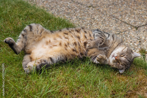 Tabby cat lying on its back on grass