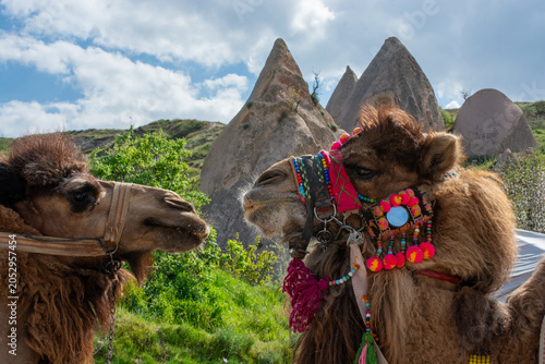 Decorated Camels Touching Heads In The Cappadocia Turkey Landscape