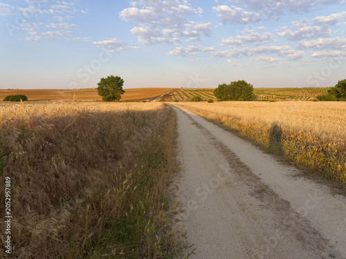 Фотография Farm road stretches through golden wheat fields under a blue sky with scattered
