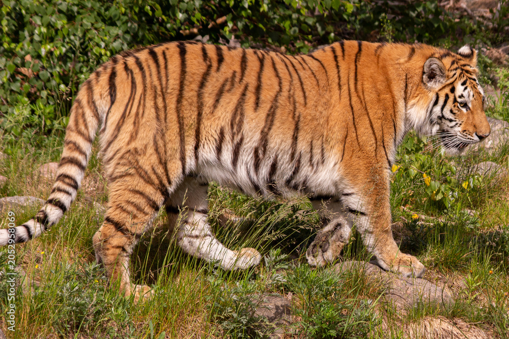 Obraz premium Tiger walking