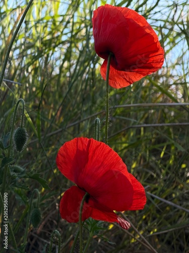 red poppy flower