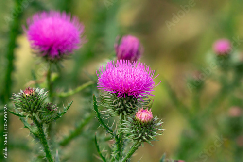 A photo of a vibrant purple thistle, a powerful medicinal herb.