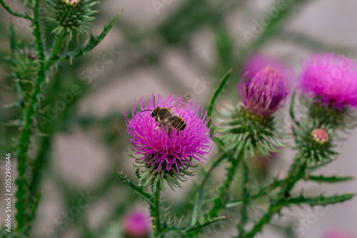 Honey bee collecting nectar on a pink thistle flower in a green wildflower me...