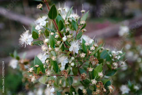 Close-up of flowering Myrtus communis.