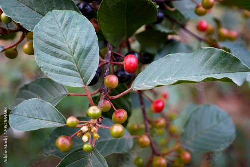 Close-up of Frangula alnus berries and foliage.