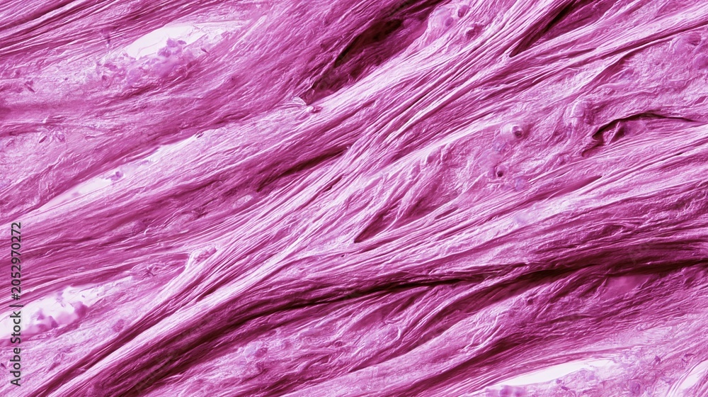 Obraz premium Detailed medium shot of dense connective tissue showing fibrous layers and scattered fibroblasts in sharp focus illuminated by neutral clinical light on glass slide.