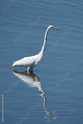 The great egret (Ardea alba) is a large, widely distributed egret.