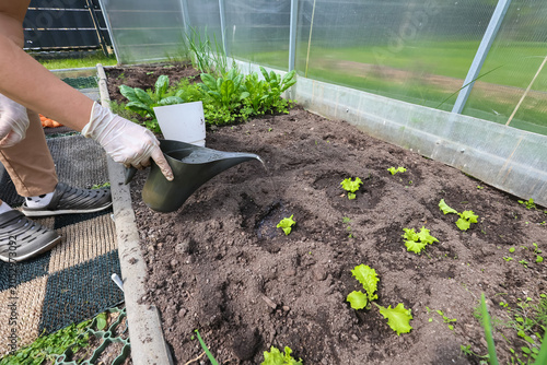 Fotografie The interior of a modern polycarbonate greenhouse with raised beds