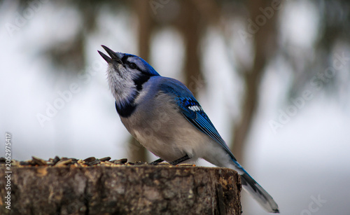 Quadro su tela Blue Jay Calling While Perched on Tree Stump