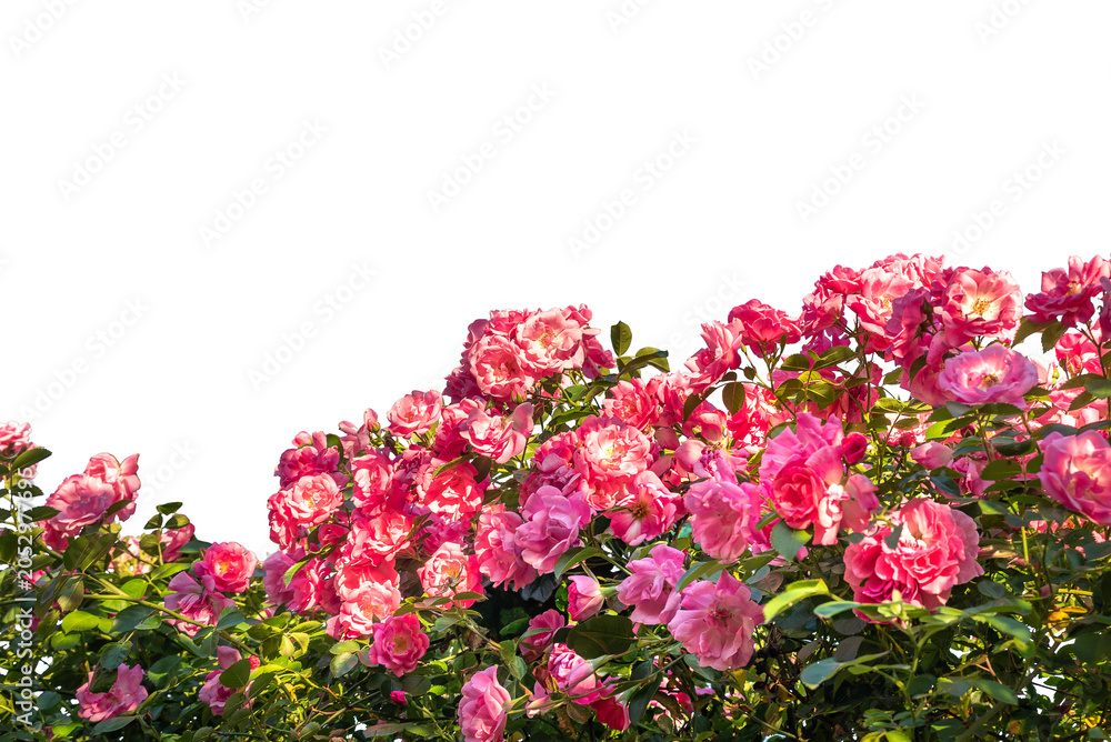 Obraz premium Vibrant bush of pink roses in full bloom with green leaves, cut out Perfect for floral designs, frame border, wedding invitations, and spring concepts