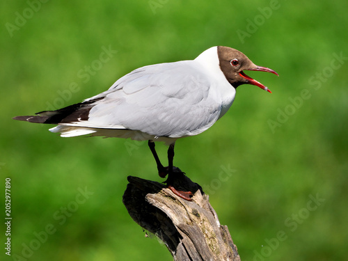 Black-headed Gull (Chroicocephalus ridibundus) in summer plumage on a piece of wood  with open beak and seen from profile