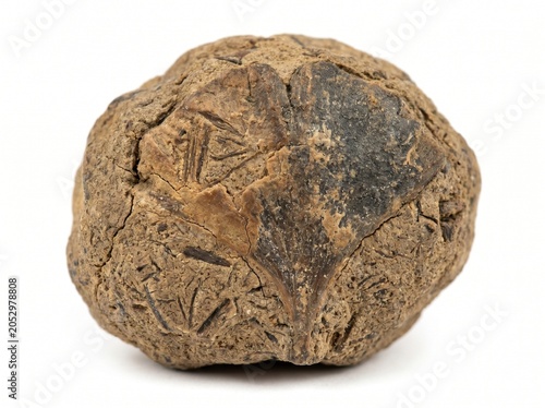 Foto Ancient fossilized coprolite with plant imprints on a white background