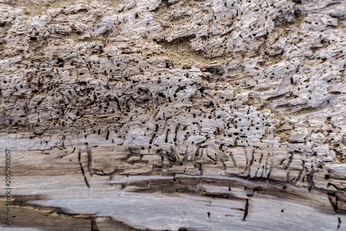 Fotografie Ship-worm or wood worm (Limnoria species) infested log washed up on beach