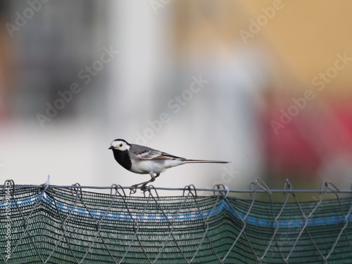 Billede på lærred White wagtail perched on rooftop fence