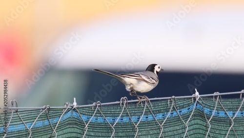 White wagtail perched on rooftop fence