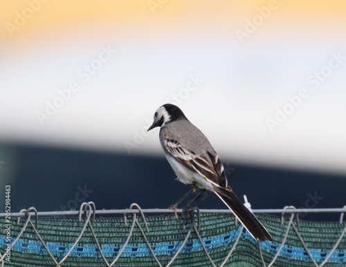 Foto White wagtail perched on rooftop fence